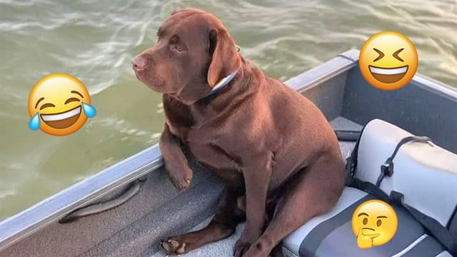 I dare you not to LAUGH at these FUNNY DOGS 😁🦮 - Best Funny Animals Videos 2025 #95